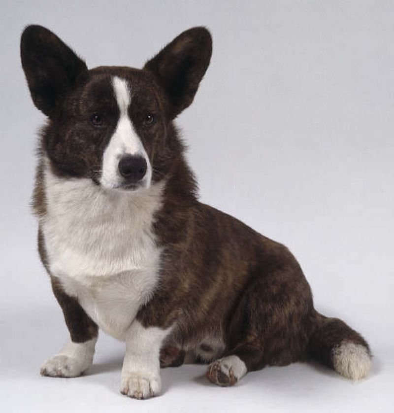 Welsh Corgi Cardigan