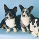 Welsh Corgi Cardigan