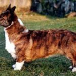 Welsh Corgi Cardigan