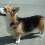 Welsh Corgi Pembroke
