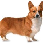Welsh Corgi Pembroke