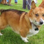 Welsh Corgi Pembroke