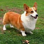 Welsh Corgi Pembroke