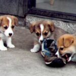 Welsh Corgi Pembroke