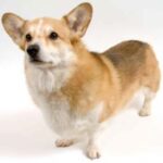 Welsh Corgi Pembroke