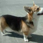 Welsh Corgi Pembroke