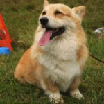Welsh Corgi Pembroke