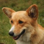 Welsh Corgi Pembroke