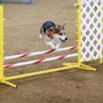 Welsh Corgi Pembroke