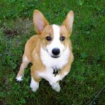 Welsh Corgi Pembroke