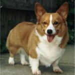 Welsh Corgi Pembroke