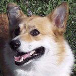 Welsh Corgi Pembroke