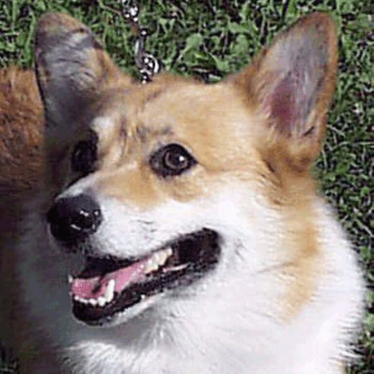 Welsh Corgi Pembroke