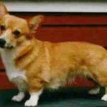 Welsh Corgi Pembroke