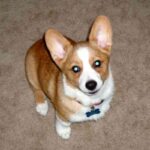 Welsh Corgi Pembroke