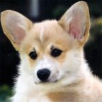 Welsh Corgi Pembroke