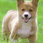 Welsh Corgi Pembroke
