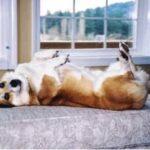 Welsh Corgi Pembroke