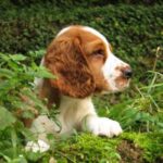 Welsh Springer Spaniel