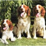 Welsh Springer Spaniel