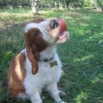 Welsh Springer Spaniel