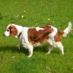 Welsh Springer Spaniel