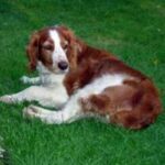 Welsh Springer Spaniel