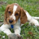 Welsh Springer Spaniel