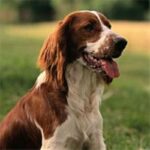 Welsh Springer Spaniel