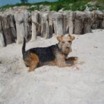Welsh Terrier