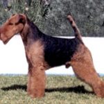 Welsh Terrier