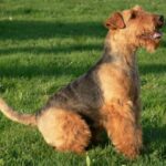 Welsh Terrier
