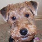 Welsh Terrier