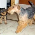 Welsh Terrier