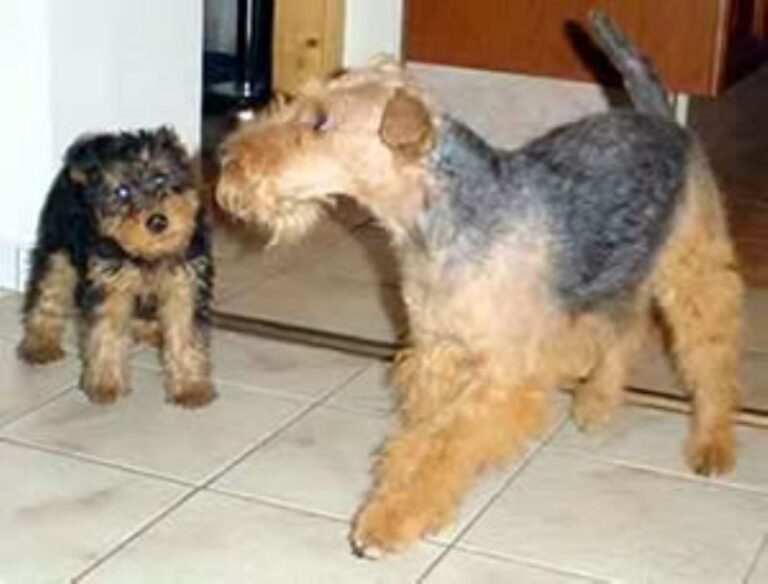 Welsh Terrier