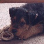 Welsh Terrier