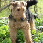 Welsh Terrier