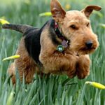 Welsh Terrier