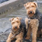 Welsh Terrier