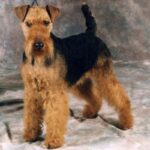 Welsh Terrier