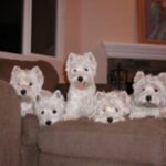 West Highland White Terrier