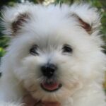 West Highland White Terrier