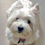 West Highland White Terrier