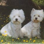 West Highland White Terrier