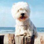 West Highland White Terrier