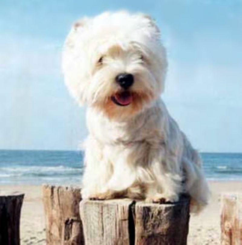 West Highland White Terrier
