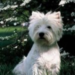 West Highland White Terrier