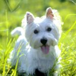 West Highland White Terrier