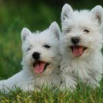 West Highland White Terrier