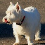 West Highland White Terrier